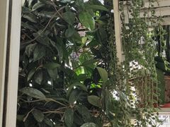-中环花鸟鱼虫市场