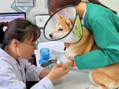 -心仪动物医院·牙专科·肿瘤·心脏科(西客站院)