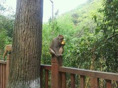 -黔灵山公园