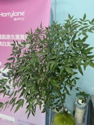 -斐尔国际皮肤管理中心