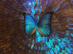 iphone_upload_pic-上海昆虫博物馆