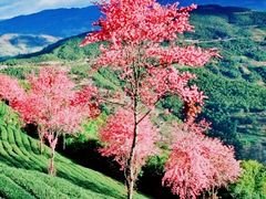 -无量山自然风景保护区