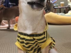 -逗柴咖啡屋·狗咖猫咖宠物桌游
