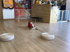 -南京Hallo宠物乐园·哈罗犬舍·柴犬繁育基地