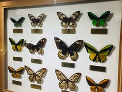 -上海昆虫博物馆