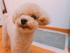 -PETKIT 小佩宠物·低压洗护·美容·寄养(安远店)