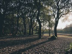 -上海共青森林公园