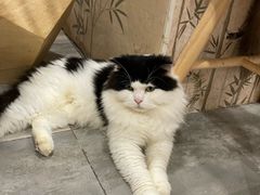 -楼上猫咖(罗湖店)