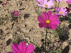 -羊亭河湿地公园