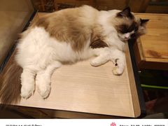 -藏猫猫咖啡主题馆(中央大道店)