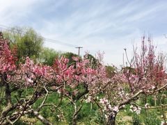-南汇桃花村