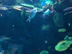 -暹罗海洋世界