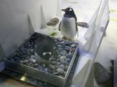 -芜湖新华联大白鲸海洋公园