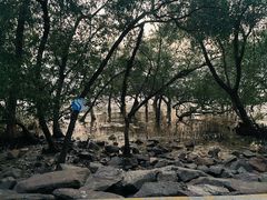 -宝安西湾红树林湿地公园