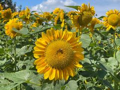 -泗洪洪泽湖湿地景区