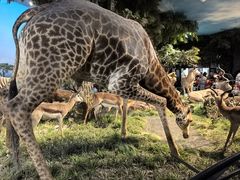 -国家自然博物馆