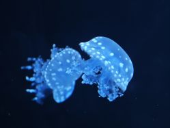 -Zoolung Zoolung动物主题公园(海信广场店)