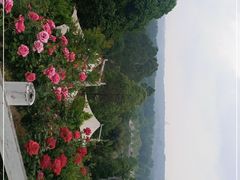 -都江堰玫瑰花溪谷