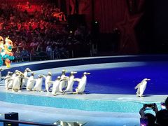 -珠海横琴长隆《卡卡虎奇遇记》