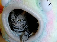 -猫和宫(六道口店)