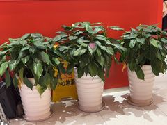 -牛物鲜切牛肉火锅(宜家荟聚店)