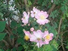 -胖大姐黄辣丁鱼庄(新津店)