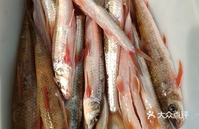 Boat Fish