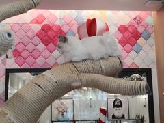 -袖虎·猫馆(体育西路店)