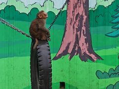 -西安秦岭野生动物园