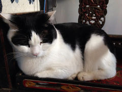 iphone_upload_pic-Anne猫窝咖啡屋