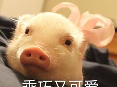 -徽湘园和马路串串火锅