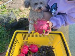 -海堤葡萄园中小学生研学基地