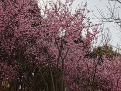 -重庆彩云湖湿地公园