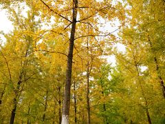 -重庆中央公园(渝北区)