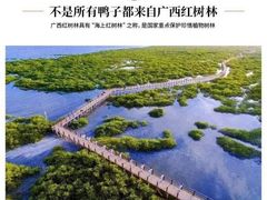 -北海金海湾红树林生态旅游区