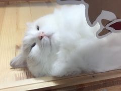-小时光咖啡馆(开森度假森林店)
