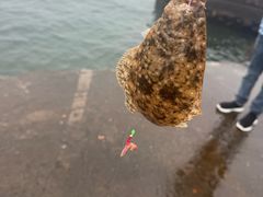 -魚當家