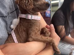 -顺强宠物诊所·狂犬免疫·夜诊·骨科(嘉定店)
