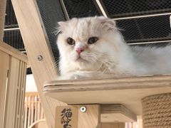 -猫和宫(六道口店)