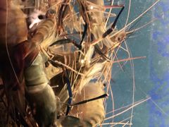 -钳真多钓虾馆·小龙虾海鲜烧烤(九六广场店)