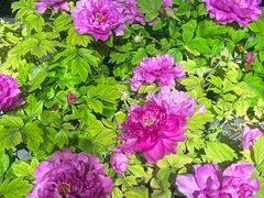 -杏花村水席楼·洛阳水席(老城十字街店)