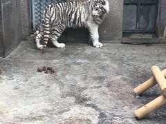 -西安秦岭野生动物园