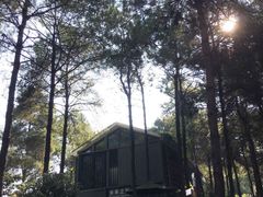 -铁山坪森林公园