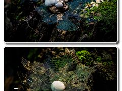 -杭州西湖风景名胜区-三生石