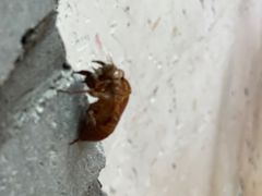 -老张烤羊(王哥庄店)