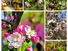 -海棠花溪(元大都城垣遗址公园)