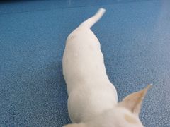 -创凡宠物医院·骨专科  猫科中心(西乡分院)
