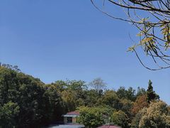 -中山市树木园