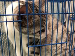 -安安宠医·安宠宠物医院