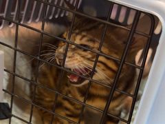 -宠爱国际动物医院·消化内科·心肾内科·ISFM猫友好(望京店)